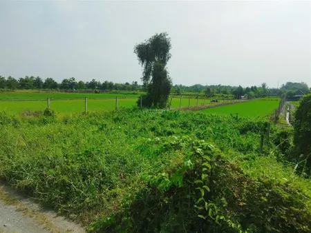 1000m2 đất trồng cây mặt tiền xã bình mỹ giá chỉ 2.5 tỷ