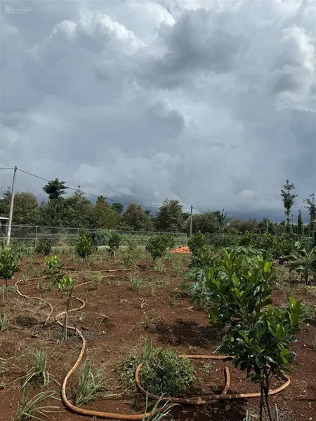 Chủ gửi bán lô đất 1000m2 25m mặt tiền nhựa dài 40m vuông vức đang trồng nhiều loại cây trái