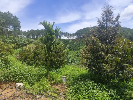 Bán đất 32551.6m² giá 7.9 tỷ Xã Ninh Gia