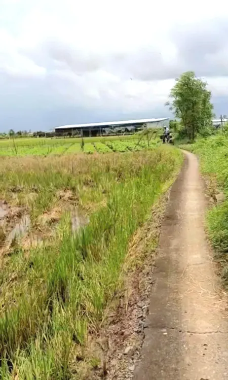 B.á.n 2,1 công đất cây giá chỉ 800tr tại Bình Ân, Gò Công Đông, Tiền Giang cũ