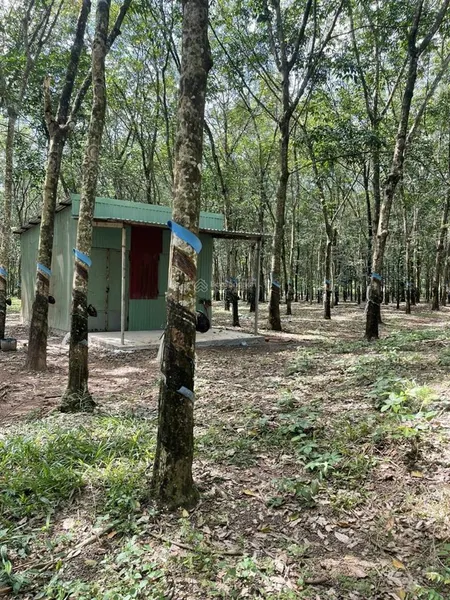 Bán vườn cao su 5.5ha 411m2 giá 13 tỷ bst xã thuận phú, huyện tân phú, tỉnh bình phước 0909 450 ***