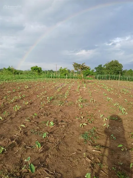 Bán đất tại đt 764, 2,5 tỷ, 2000m2, pháp lý đầy đủ, hàng hiếm tại cẩm mỹ, đồng nai