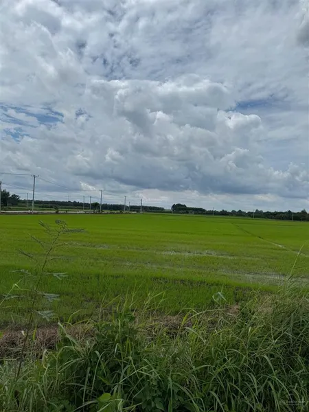 Bán đất ruộng chính chủ 2200m2 gần cao tốc long thành. xã sông nhạn, huyện cẩm mỹ, giá 1,2 tỷ