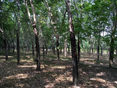 Bán đất 16000m² ngang 140m giá 8 tỷ Phường Long Hoa