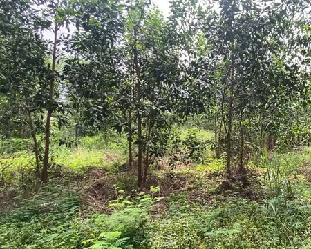 Bán đất 1400m² ngang 12,4m giá 1.5 tỷ thích hợp xây trọ