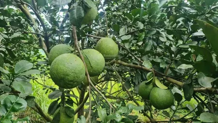 Siêu phẩm vườn bưởi khánh nam, có thổ cư giá 650 triệu