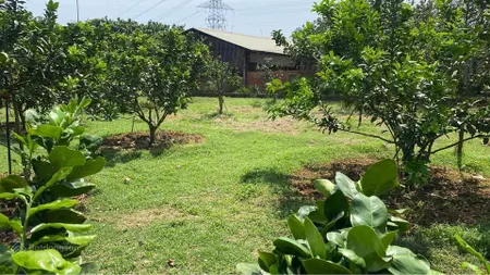 Cần bán gấp vườn xoài giá rẻ 1.000m2 tại định quán