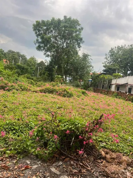 Bán đất tại trần hưng đạo, phước vĩnh, phú giáo, bình dương, giá siêu hời 7 tỷ, 397 m2