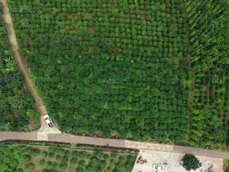 5x37m, 75m2 thổ cư mặt tiền đường nhựa đinh lạc minet cách ql20 1,5km