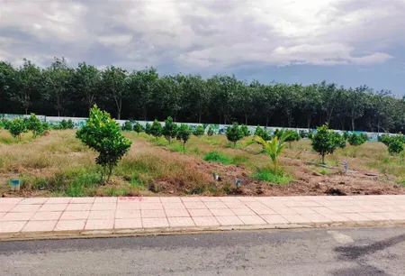 Cần bán vườn mít mặt tiền nhựa 8m ngay tp. đồng xoài, hơn 20 gốc mít đang thu hoạch, giá 420tr