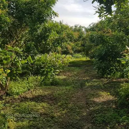 Bán 3,147m2 đất trồng nhãn có thổ và nhà mt đường đt862 tại biển tân thành, gò công đông. 7,2 tỷ tl