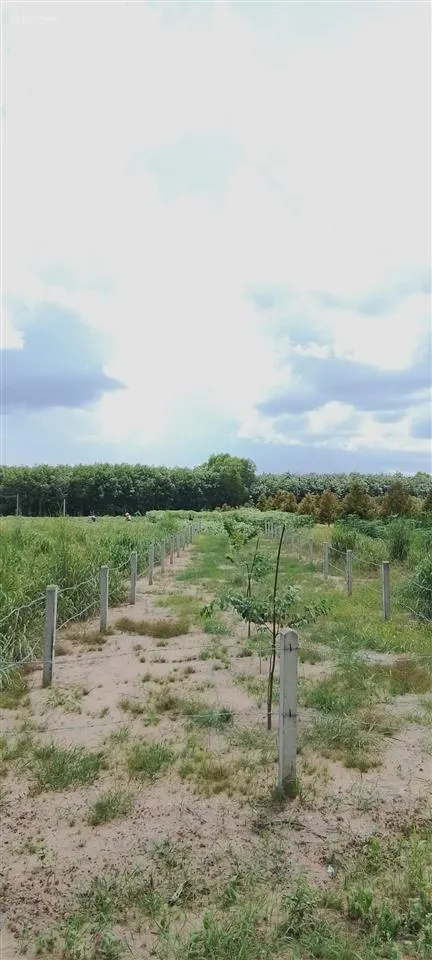 Bán lô đất mặt tiền đường nhựa lớn xe tải ra vào thoải mái xã minh hoà, huyện dầu tiếng