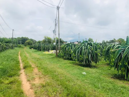 Bán 1825m2 đất Thôn Ba Đăng - Tân Hải - LaGi giá rẻ nhất 986k/m2