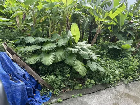 Bán đất ỷ lan đặng xá dt 63m2 ô tô gần hàng xóm thân thiện giá hợp lý