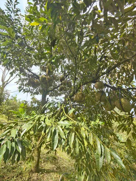 🌿 BÁN ĐẤT VƯỜN VIEW ĐỒI – GẦN CHÙA LINH QUY PHÁP ẤN – TRUNG TÂM LỘC THÀNH 🌿