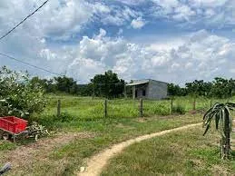 Miếng đất này 952m², có ít thổ cư, còn lại đất vườn, vuông góc, cao ráo, đẹp lắm.