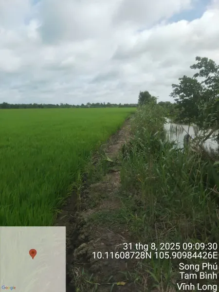 Ruộng đất tốt trồng lúa trúng được nhiều lúa , đường kênh sát ruộng tự chủ đc nguồn nước có bờ ranh đi tới ruộng cần tiền kinh doanh nên bán giá rẻ mong a chị e cô dì chú bác mua làm
