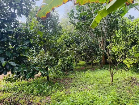 Bán 1 sào vườn trái cây ở Bình Ba, Châu Đức - Bà Rịa