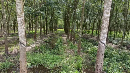 Bán đất 1252.4m² ngang 17m giá 1 tỷ tại Xã Thanh An tphcm
