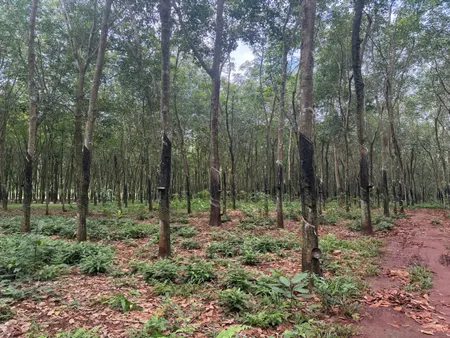 Bán đất 25000m² ngang 51m giá 30 tỷ Xã Lộc Quang