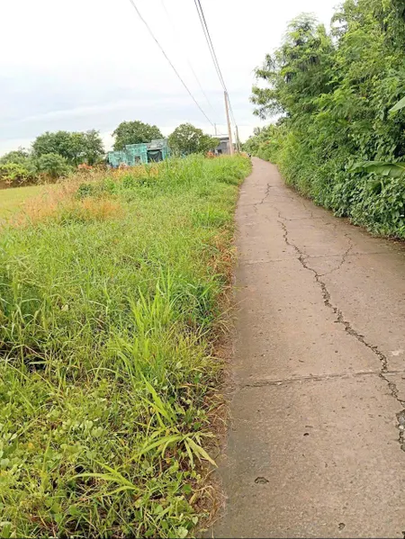 Bán (70x50) ruộng, bêtông ôtô cặp kênh Trần Văn Dõng - Bình Ân, Gò Công Đông, Tiền Giang
