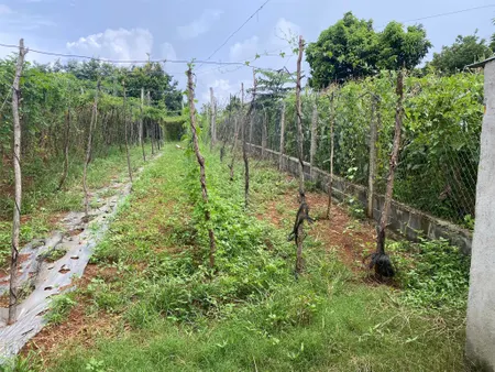ĐẤT CHÍNH CHỦ- GIÁ TỐT CẦN BÁN LÔ ĐẤT Đường Số 2, Cư ÊBur, phừơng Buôn Ma Thuột, Đắk Lắk