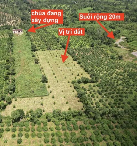 250 cà phê, 100 sầu riêng, đất cạnh chùa và suối, phong thuỷ tốt, giá 1,2 tỷ tl