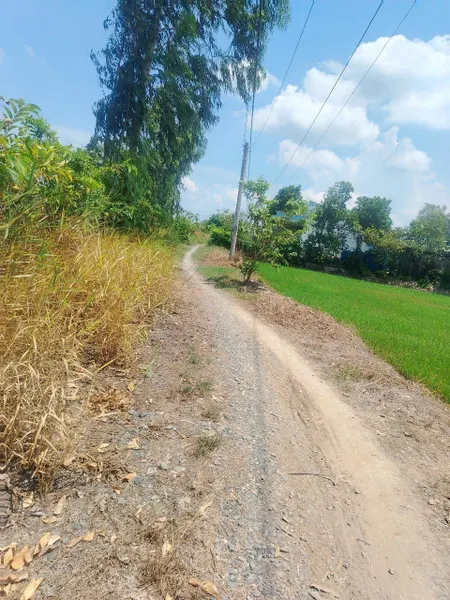 B.á.n 2,6 công đất cây giá 600tr hết đất tại Gò Công Đông, Tiền Giang cũ