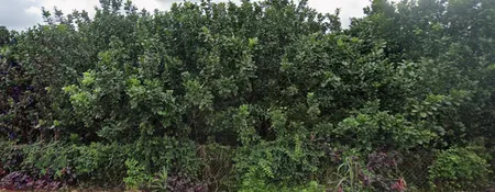 Bán đất 4333.8m² giá 6 tỷ Xã Hưng Thịnh
