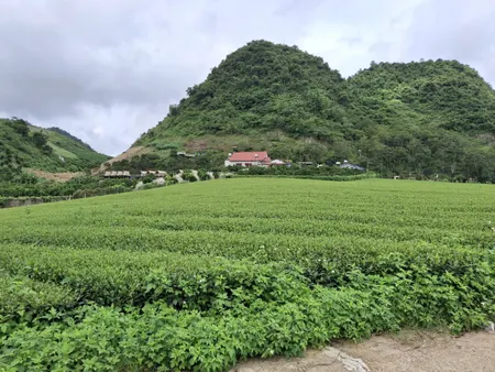 🔥 Bán đất view chè Mộc Châu – Gần 1Ha, 600m² thổ cư! 🔥