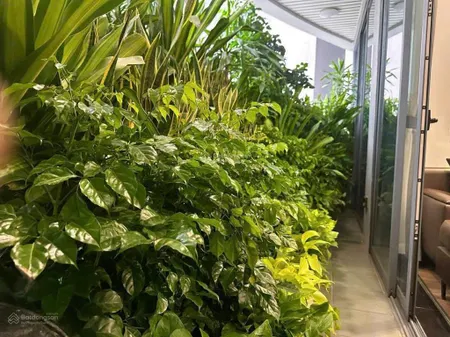 Căn hộ dành cho khách hàng thích ở chung cư nhưng sợ độ cao,dt 137m2, 4pn,căn góc, view bể bơi