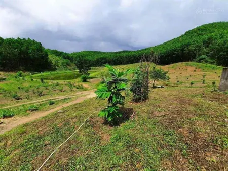 Chủ cần tiền cho con đi du học cần bán gấp 5,5ha đất vườn. bên cạnh sân gold bà nà hilss