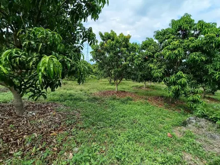 bán vườn xoài 1.3hecta tại diên thọ