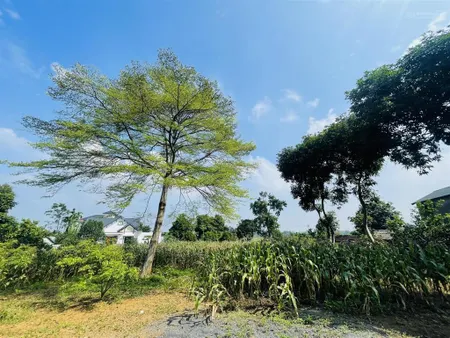 Bán đất đẹp giá rẻ tại trung tâm xã cư yên, lương sơn, hòa bình
