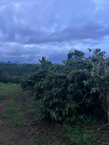 Gia đình cần chuyển đổi cần bán nhanh nhà vườn cafe thu mạnh.