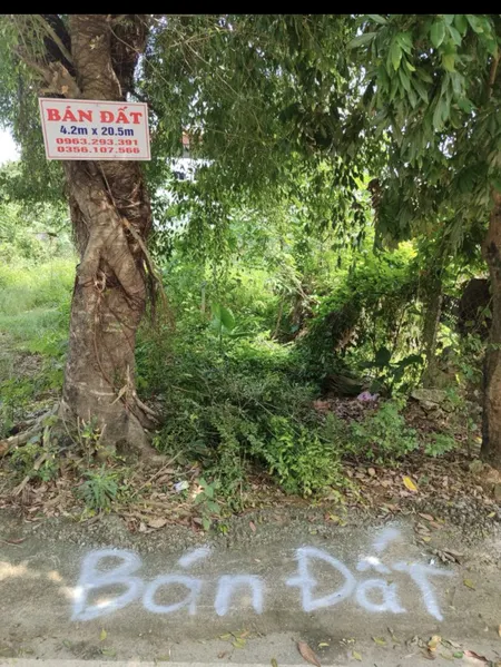 Đất chính chủ tam điệp