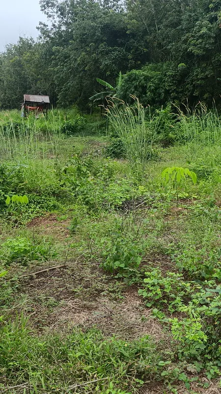 Bán Rẫy View sông đẹp/3000m2/Xe ô tô tận nơi/Cách đường lớn có 300m/Lộc Ninh/120tr toàn bộ/0987117454