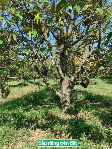 Bán đất 397m² giá 399 triệu Xã Đạ Tẻh