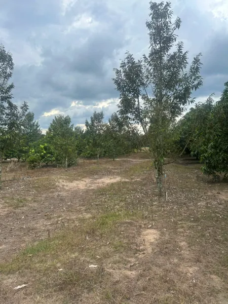 Bán rẻ lô đất 1 xào (16x63=1014m2) nở hậu 19m sau KCN Bắc Đồng Phú