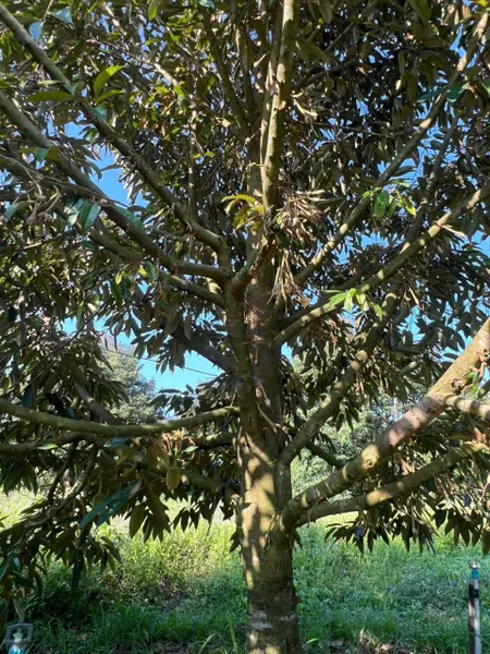 Bán đất 403m² giá 459 triệu Xã Đạ Tẻh