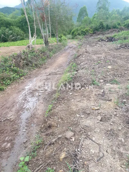 Đất rừng giá rẻ Ninh Lộc- Ninh Hòa - Khánh Hòa
