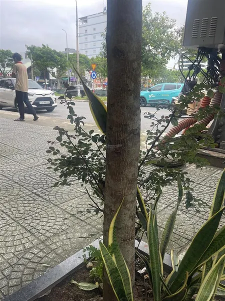 Bán nhà mt đường nguyễn nhàn hoà thọ đông cẩm lệ đà nẵng đường 7m5