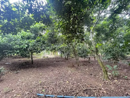 Đất nở hậu, khu dân cư hiện hữu sầm uất