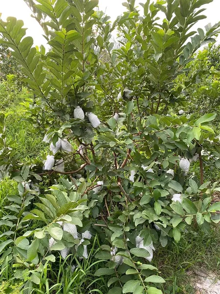 Bán đất mương điều, mỹ lợi a, cái bè