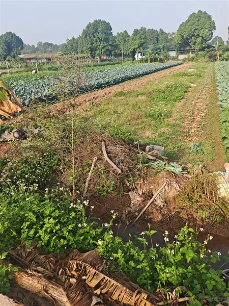 Mảnh đất đẹp yên mỹ, làm nhà vườn rất tuyệt vời