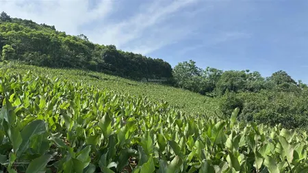 Chỉ 900 triệu sở hữu 3600m2 đất rừng sản xuất, đất bìa xanh tại thôn bắt còn chèm xã khánh thượng