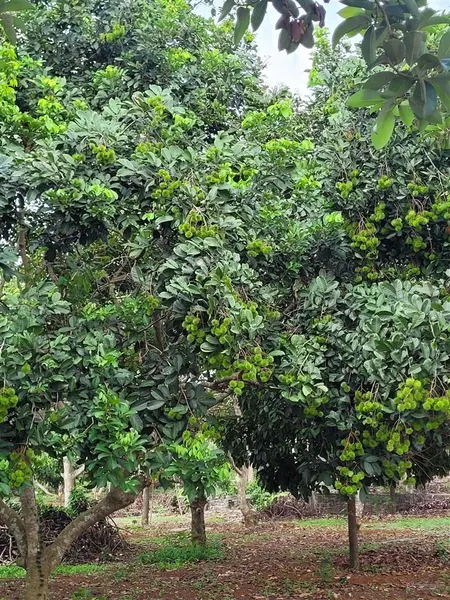 Bán vườn trái cây khoảng hơn 1 mẫu 9 sẵn 300m2 tc hơn 400m2 mặt tiền đường bê tông. giá 15,5 tỷ