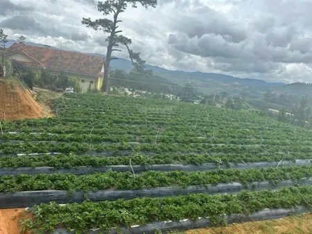 Chủ cần tiền lo việc, bán đất view săn mây xã lát, lạc dương 2100m2 chỉ 1,2 tỷ (giảm từ 2 tỷ)