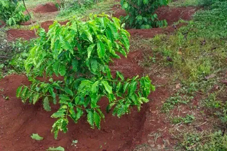 Bán 1.4ha đất đỏ đường bê tông, xã lộc quang, lộc ninh