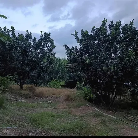 Bán 1 hecta có sẵn vườn trái cây, mặt tiền đường betong ô tô gần trung tâm huyện khánh vĩnh giá rẻ